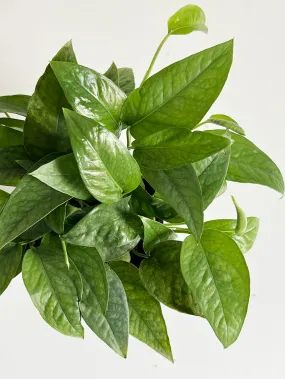 Cebu Blue Pothos