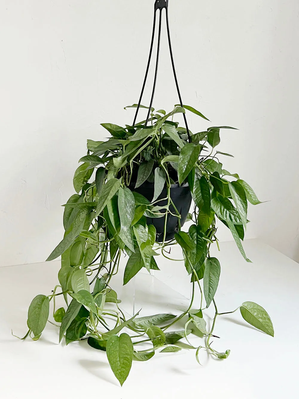 Cebu Blue Pothos