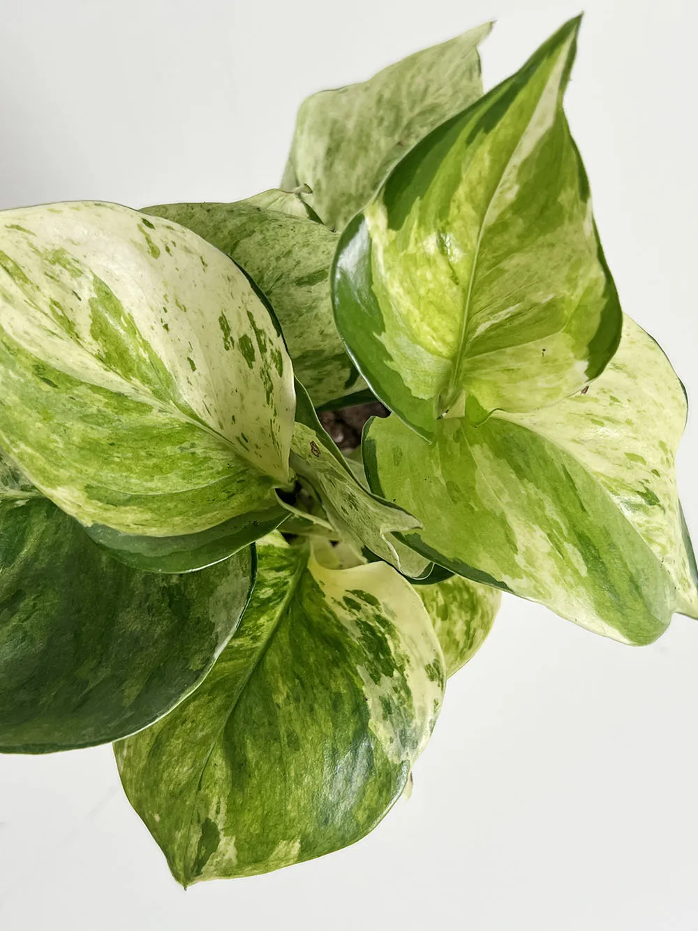 Manjula Pothos