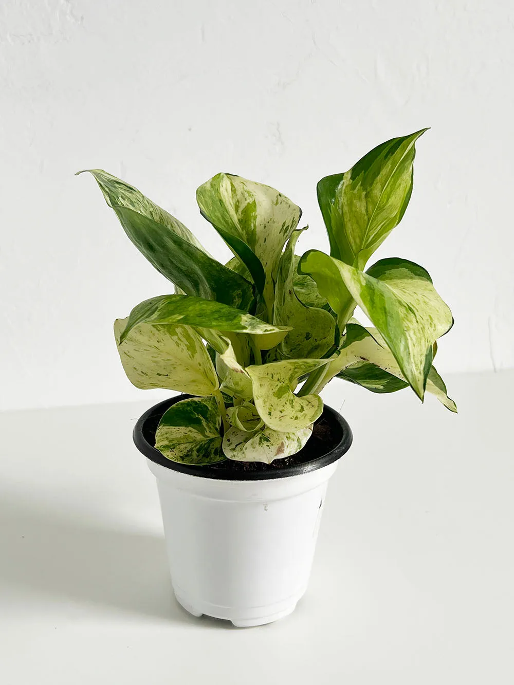 Manjula Pothos