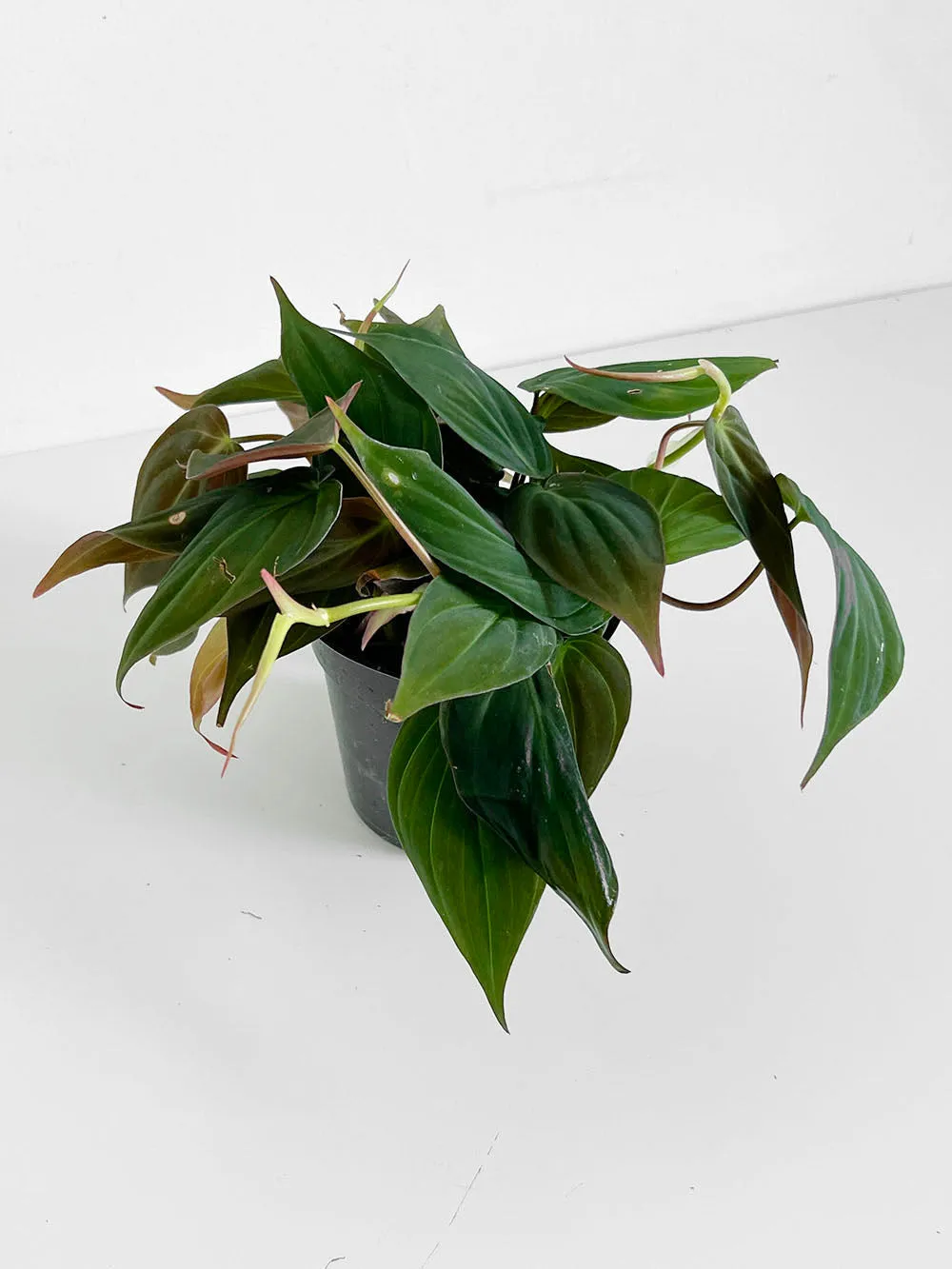 Micans Philodendron