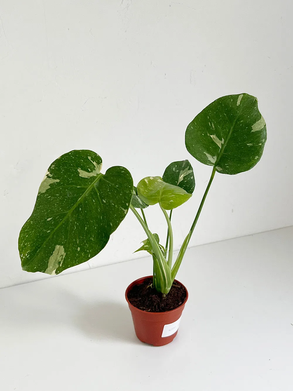 Monstera Thai Constellation