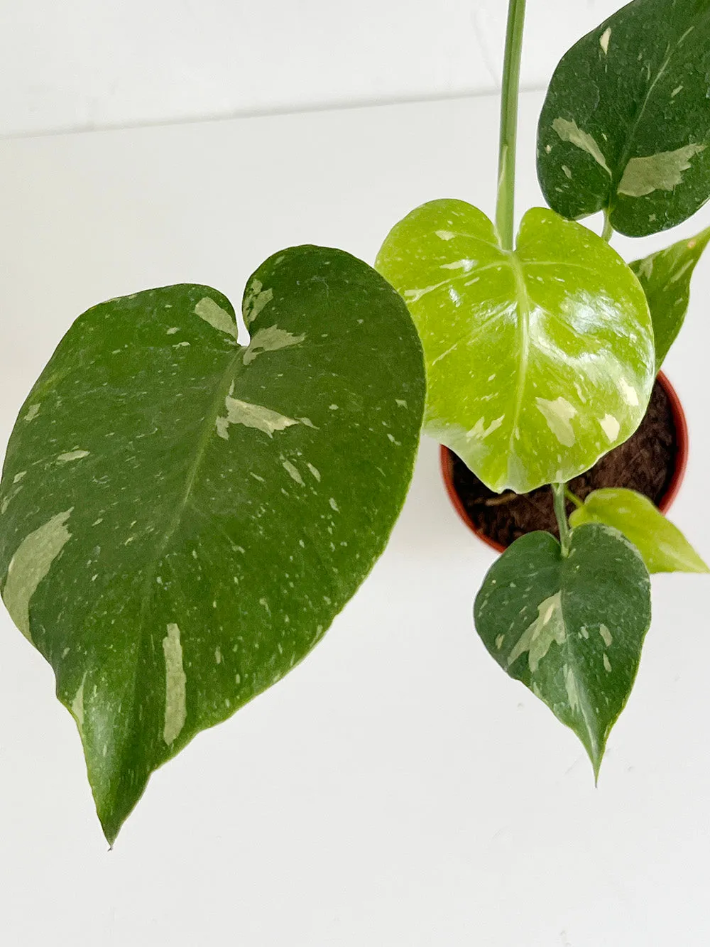 Monstera Thai Constellation