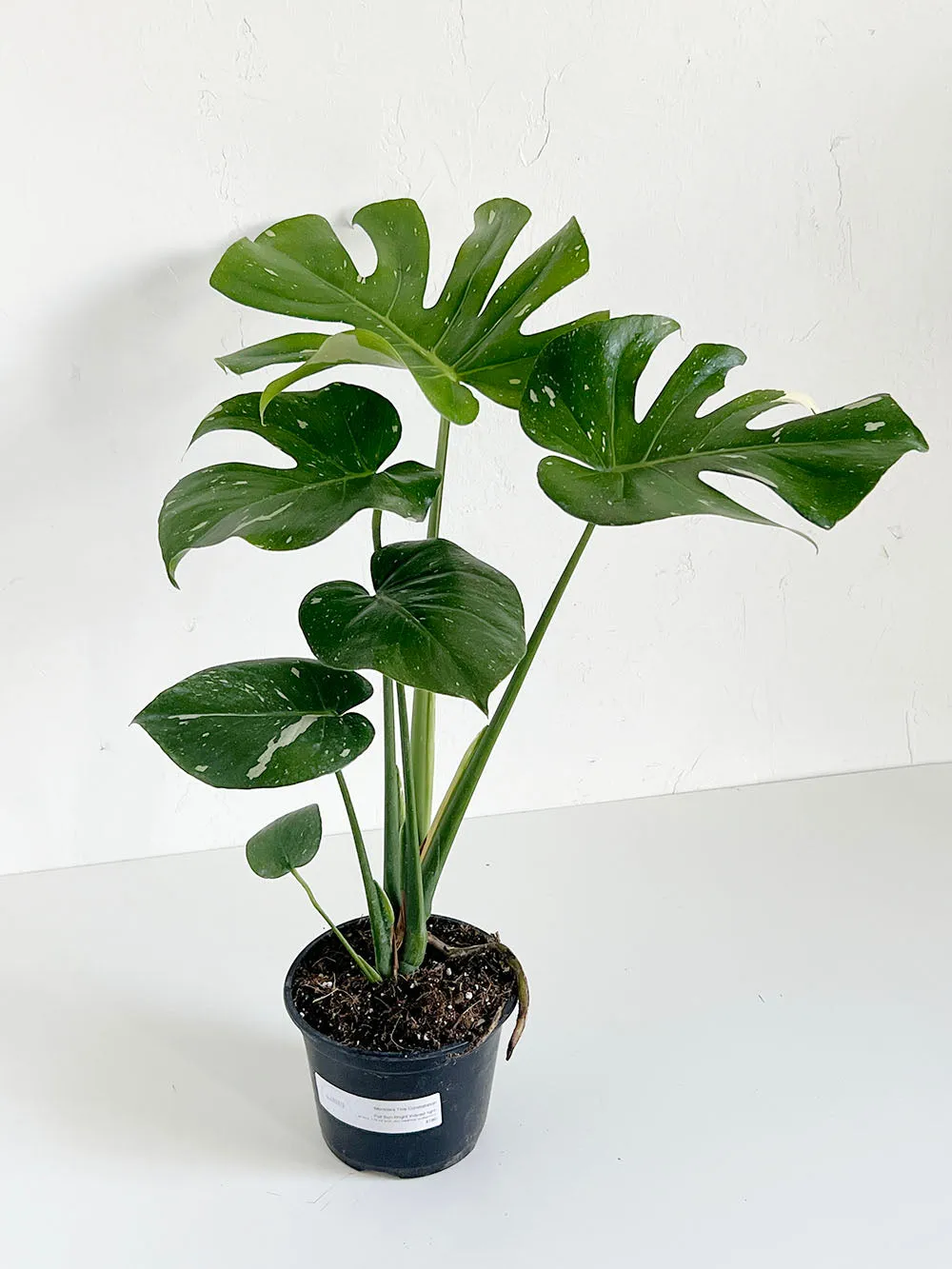 Monstera Thai Constellation