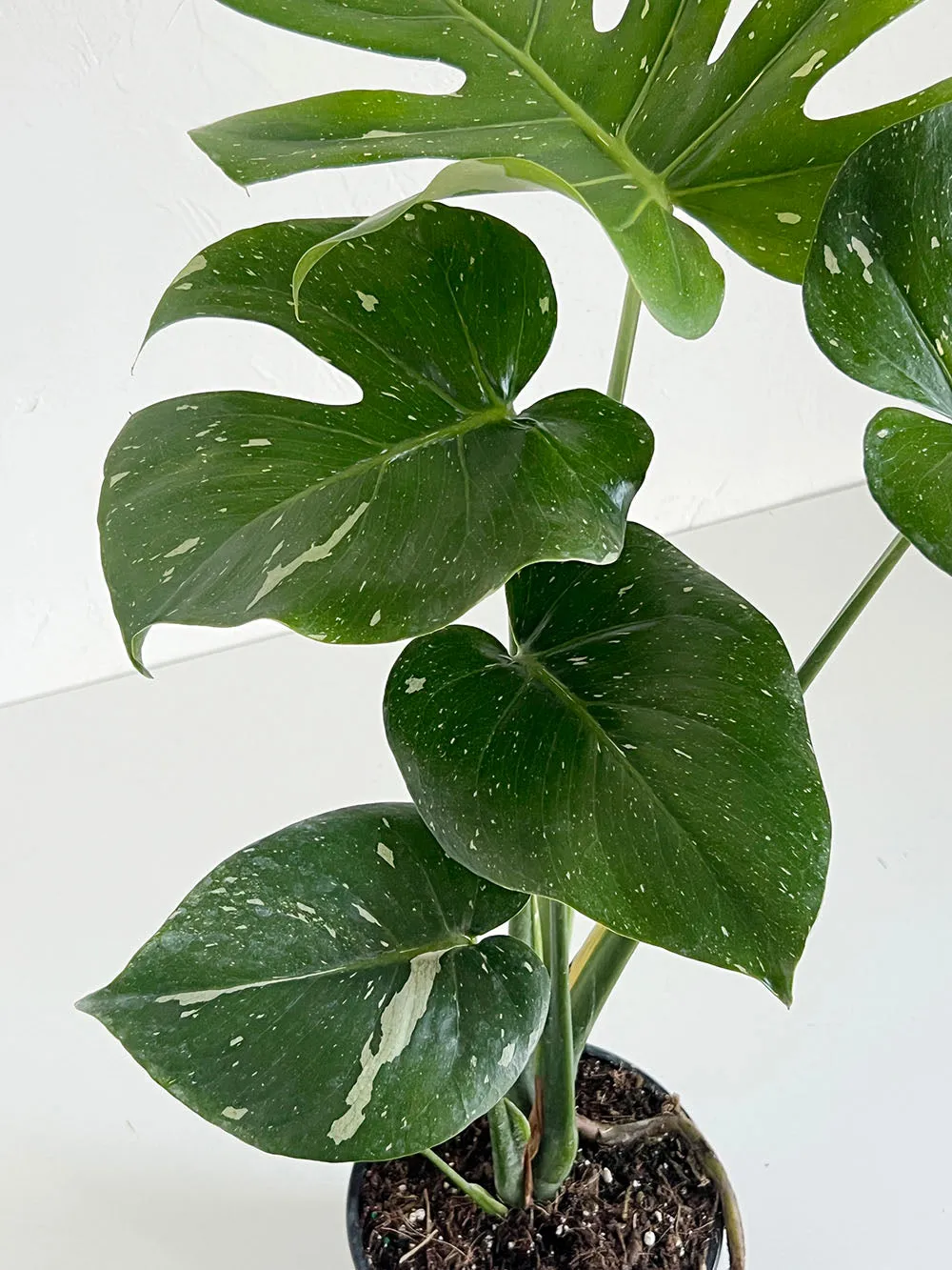 Monstera Thai Constellation