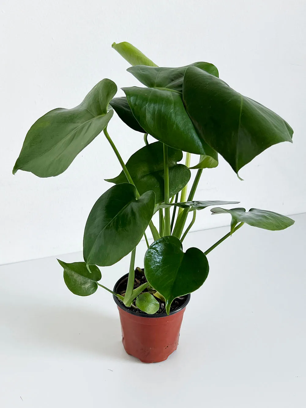 Monstera