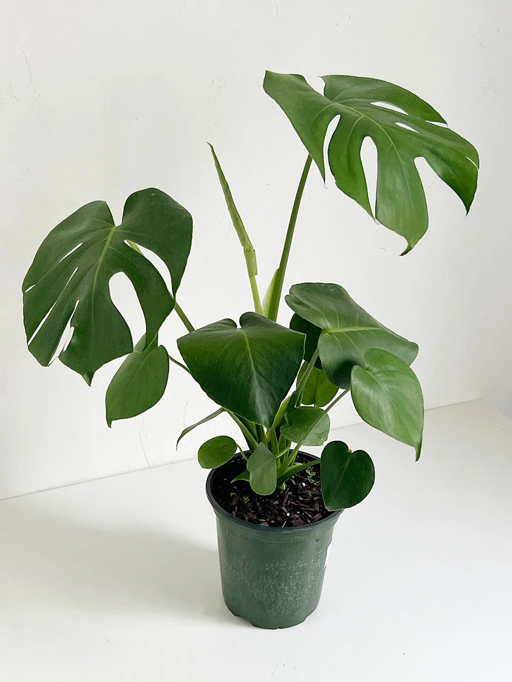 Monstera