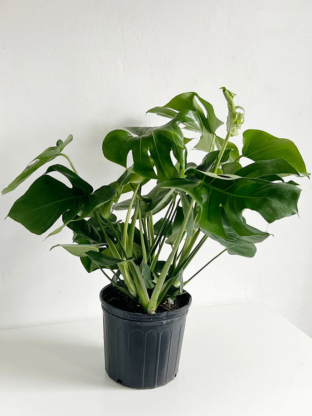 Monstera